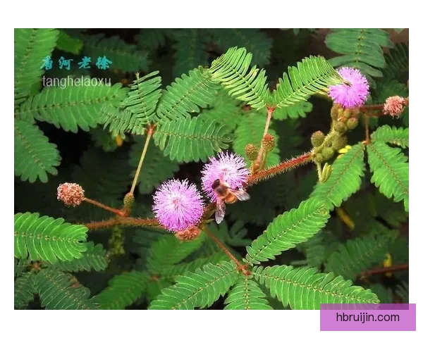 含羞草传媒之旅邀您携梦想共鸣于光影与创意律动谱写未来奇迹启耀